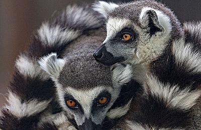 支持“男生170以下没人权”言论 日本电竞选手被解约