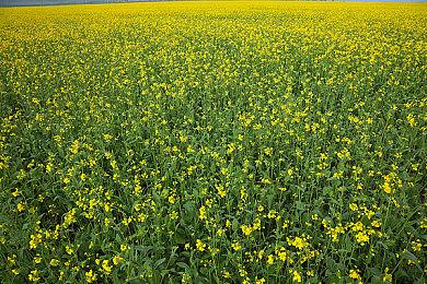 曝《生化危机0》重制版游戏和电影都在开发中