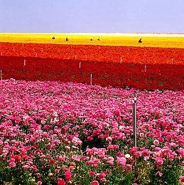 历时5年京东终全身而退！300亿诈骗案无需承担责任